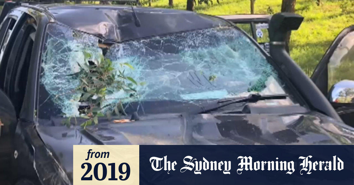 Video Tree branch falls on SA drivers